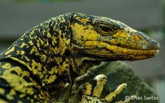 Varanus bitatawa