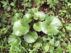 Farfugium japonicum japonicum