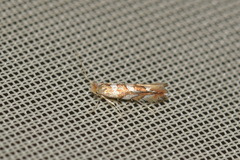 Phyllonorycter muelleriella