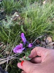 Linum hypericifolium