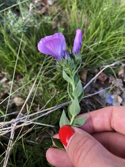 Linum hypericifolium