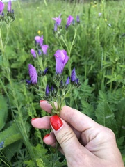 Linum hypericifolium