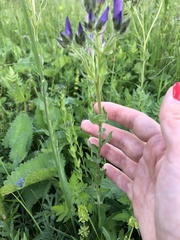 Linum hypericifolium