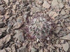 Sclerocactus polyancistrus