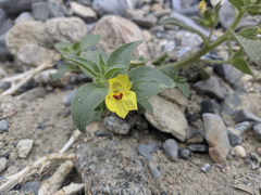Mohavea breviflora