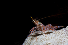 Rhynchocinetes conspiciocellus