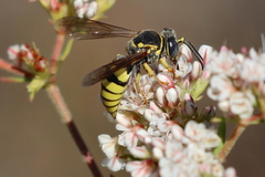 Bicyrtes capnopterus