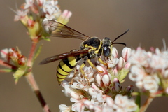 Bicyrtes capnopterus