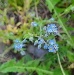 Myosotis
