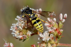 Bicyrtes capnopterus
