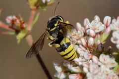 Bicyrtes capnopterus
