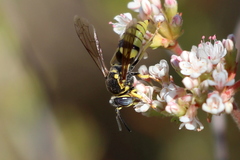 Bicyrtes capnopterus