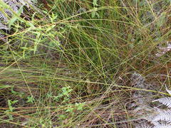 Schoenus graciliculmis