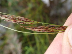 Schoenus graciliculmis