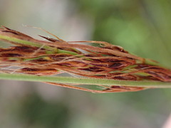 Schoenus graciliculmis