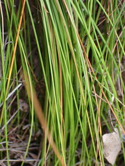 Schoenus graciliculmis