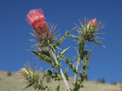 Cirsium arizonicum arizonicum
