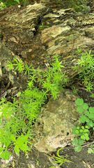 Galium concinnum
