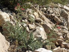 Cirsium arizonicum arizonicum