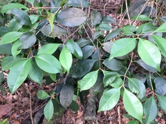 Calyptranthes pallens