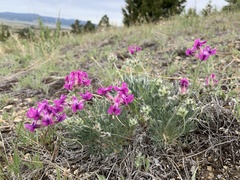 Oxytropis lagopus