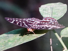 Lexias cyanipardus