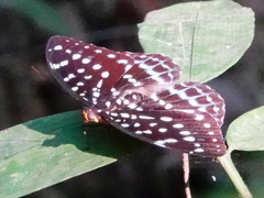 Lexias cyanipardus