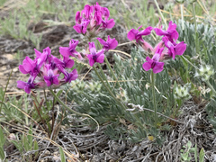 Oxytropis lagopus