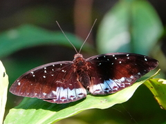 Lexias cyanipardus