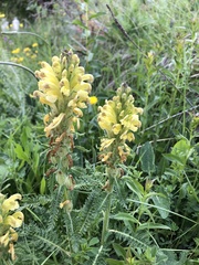 Pedicularis sibthorpii