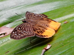 Mooreana trichoneura