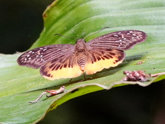 Mooreana trichoneura
