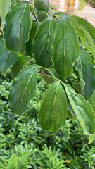 Cornus kousa