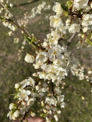 Prunus