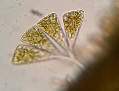 Licmophora