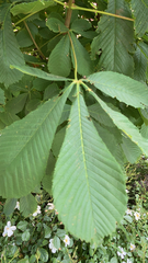 Aesculus hippocastanum