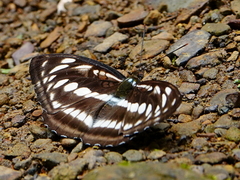 Limenitidini