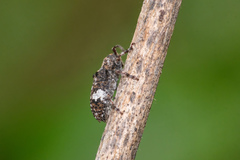 Pterolophia persimilis