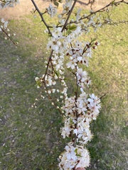 Prunus