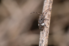 Pterolophia persimilis