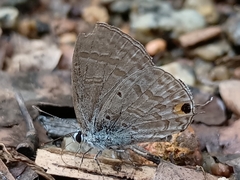 Catochrysops panormus exiguus