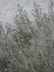 Brickellia longifolia