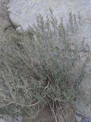 Brickellia longifolia