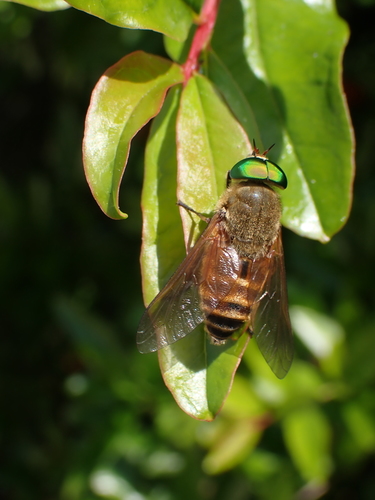 მაწუხელასებრნი (Tabanidae)