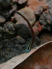 Haemadipsa ornata