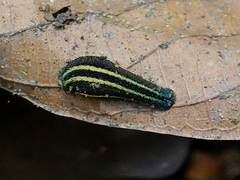 Haemadipsa ornata
