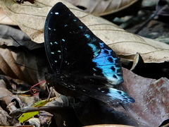 Lexias cyanipardus