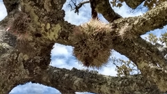 Tillandsia arroyoensis