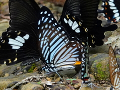 Graphium xenocles