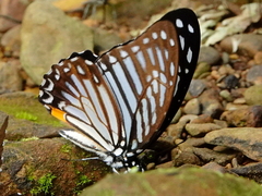 Graphium xenocles